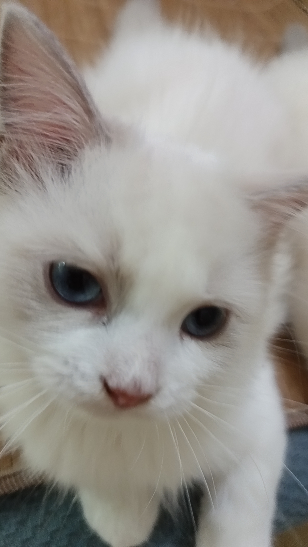 自己家养的布偶猫咪